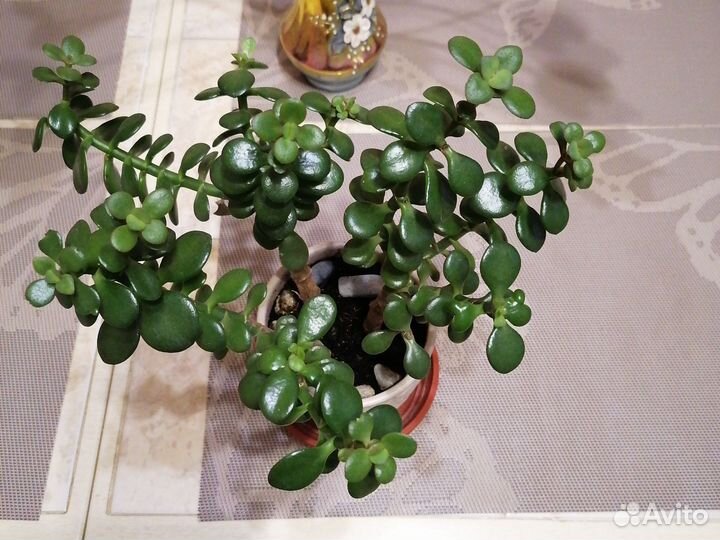 Толстянка минор