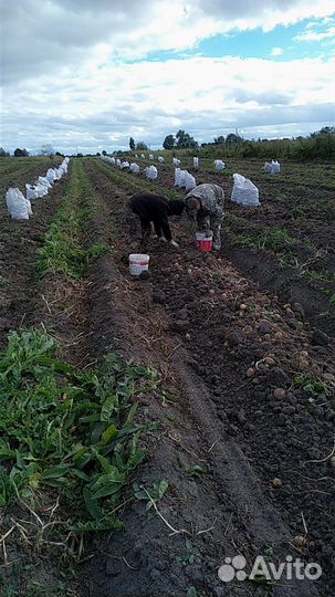 Продам картофель с доставкой