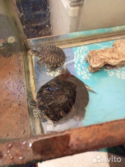 Красноухая черепаха бесплатно