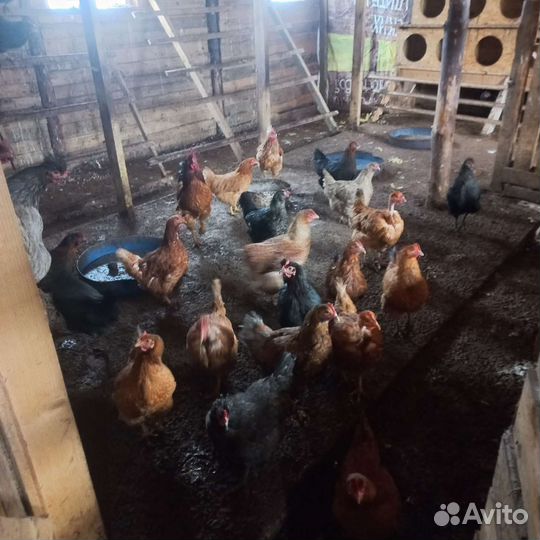 Готовый фермерский бизнес