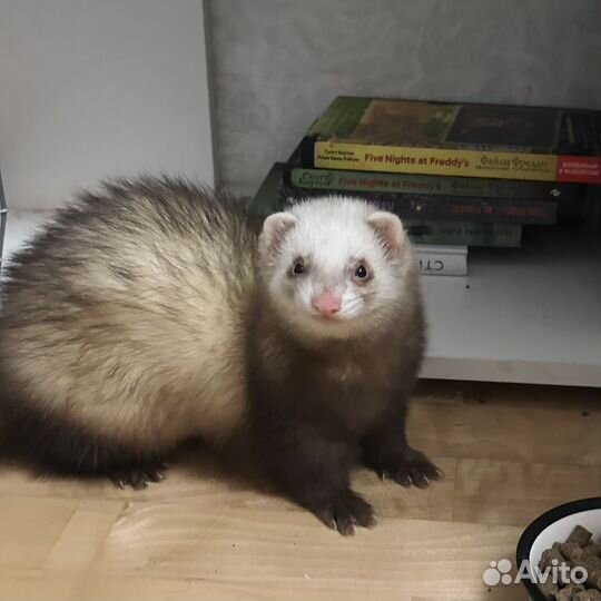 Домашний хорек