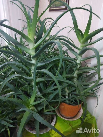 Алоэ 3-5 летние лечебные