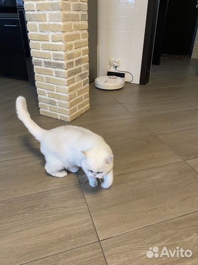 Британская кошка бесплатно