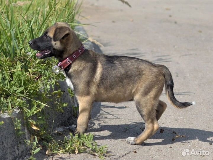 Малышка в приюте