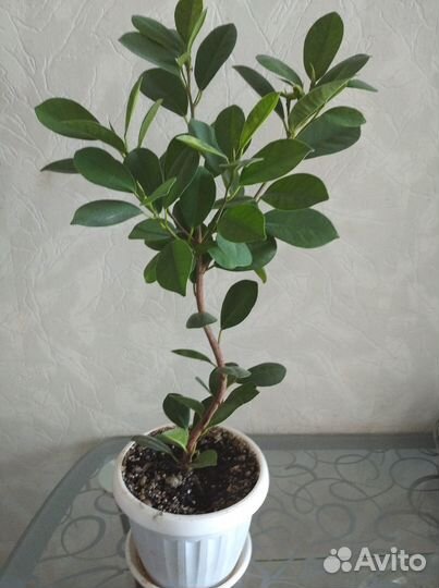 Фикус Мокламе