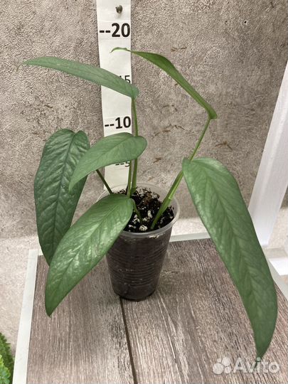 Эпипремнумы, Сциндапсусы