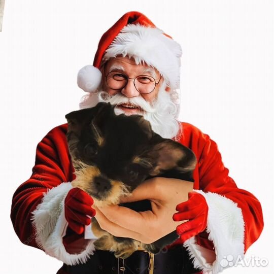 Йоркширский терьер щенки