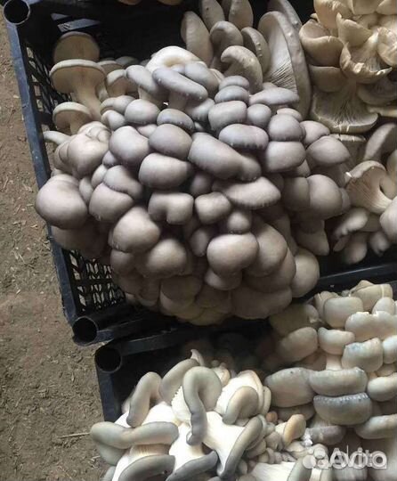 Готовый грибной бокс вешенки