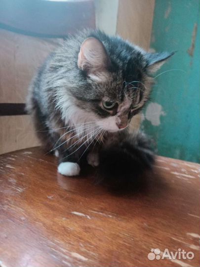 Кошка в дар