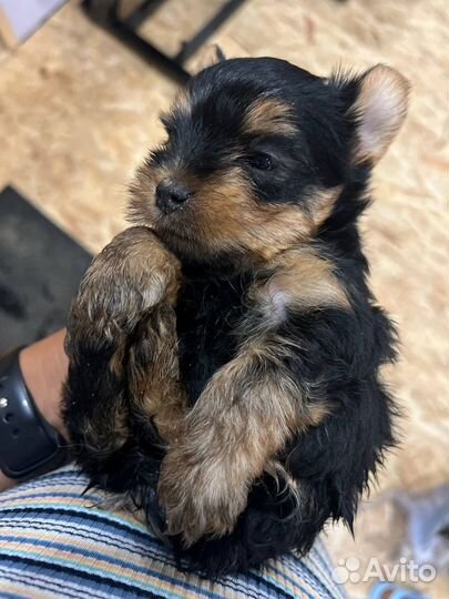 Йоркширский мини