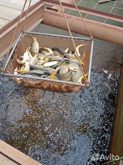 Карп живой оптом