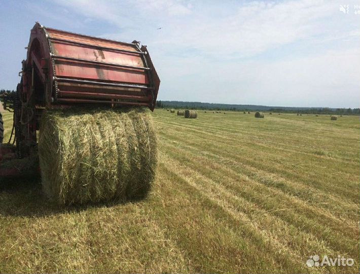 Сено в рулонах
