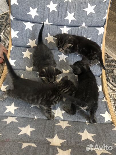 Котята от домашней кошки