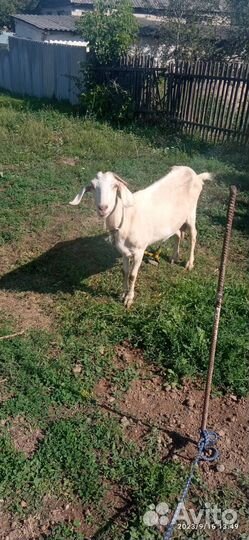 Козлик и козочка