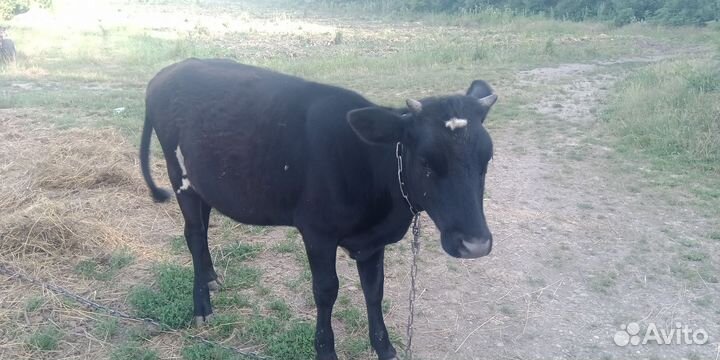 Тёлка 10 месяцев