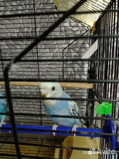 Птенец волнистого попугая