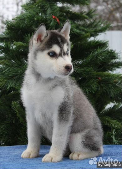 Щенки хаски