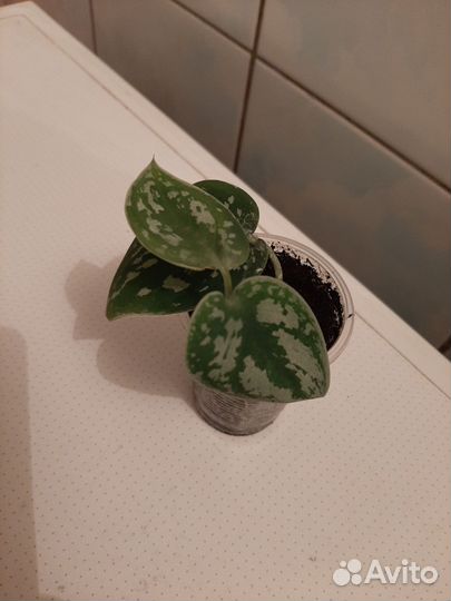 Сциндапсус Пиктус