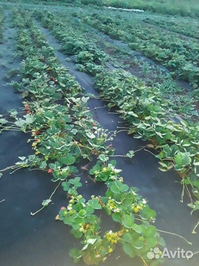 Рассада клубники