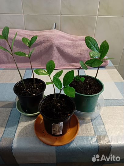 Зимиокулькас