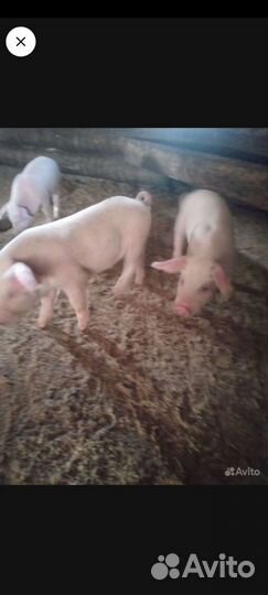 Поросята большие