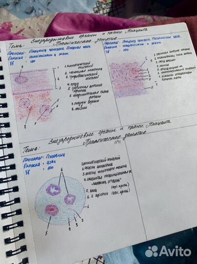 Рисунки по гистологии