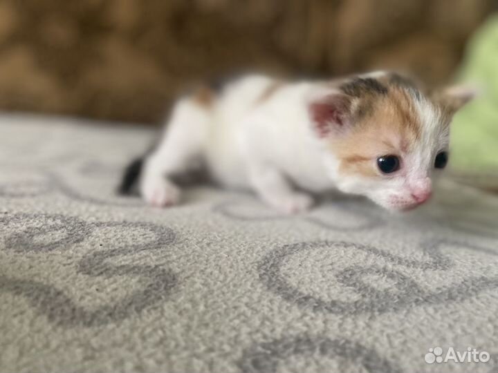 Кошка