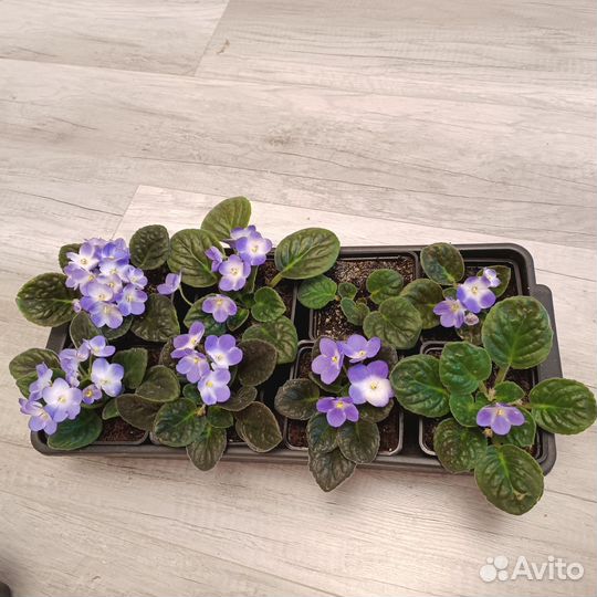 Комнатные растения