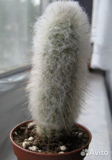 Комнатные растения цветы