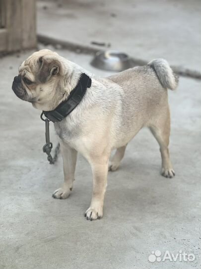 Мопс вязка мальчик