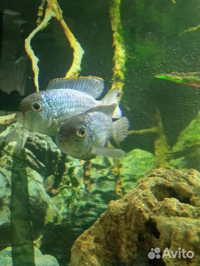 Рыбки аквариумные разные