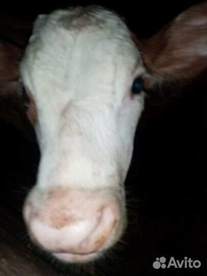 Телёнок (бычок) 1-месяц