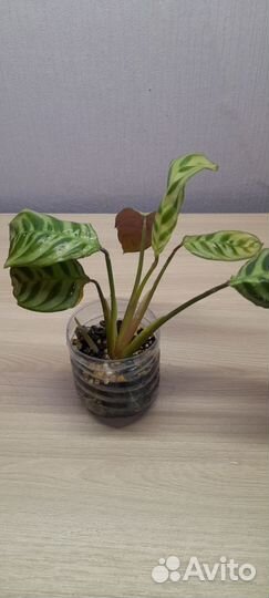 Калатея Бурле Макси калатея Амагрис