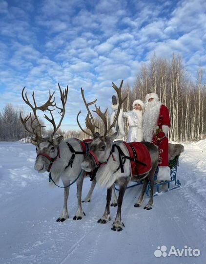 Фотосессия с настоящими оленями и дедом морозом