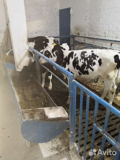 Телята. С собственной фермы