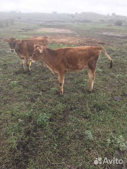 Джерсейская телочка