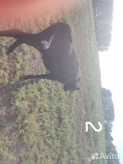 Продам телят