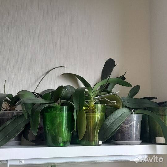Орхидея фаленопсис, сансевиерия, замиокулькас