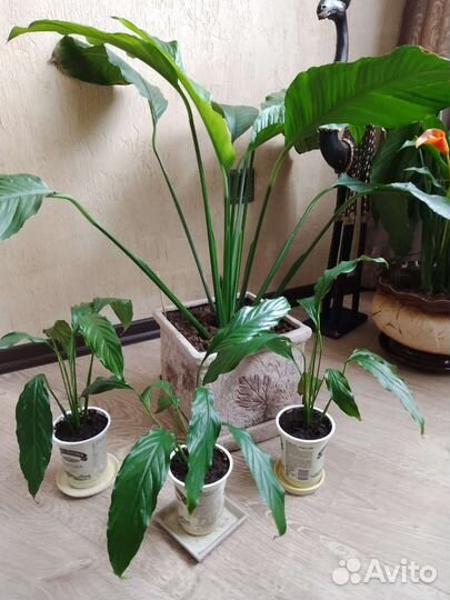 Спатифиллум,крупный сорт