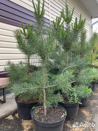 Сосна Обыкновенная