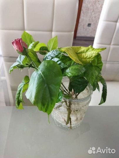 Комнатные растения