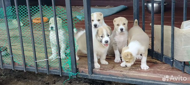 Среднеазиатская овчарка алабай щенки