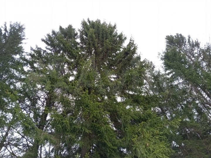 Участок 16,4 га (ИЖС)