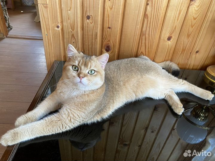 Британский кот на вязку