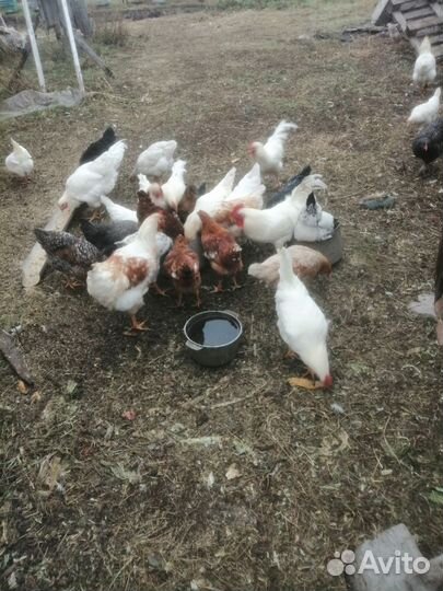 Куры молодки