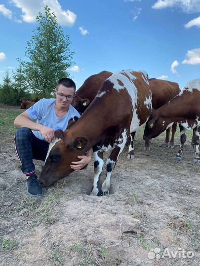 Сыропригодное коровье молоко оптом