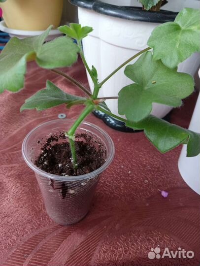 Пеларгония