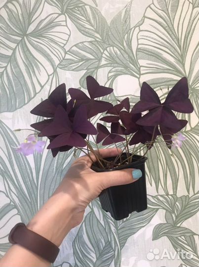 Кислица оксалис