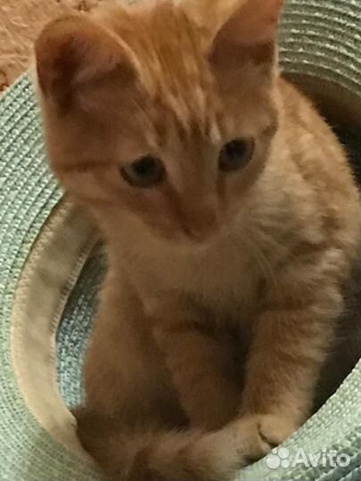 Рыжий котенок