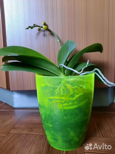 Орхидея фаленопсис